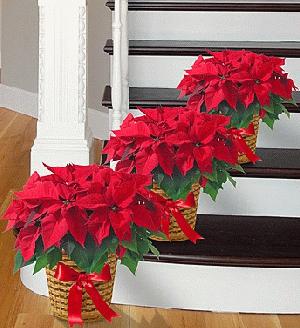 Poinsettia Package 3 Pack by Rich Mar Florist