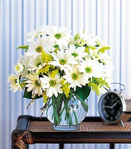 Daisy Cheer by Rich Mar Florist