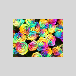 Dozen Rainbow Roses Arranged by Rich Mar Florist