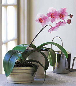 Orchid Planter by Rich Mar Florist
