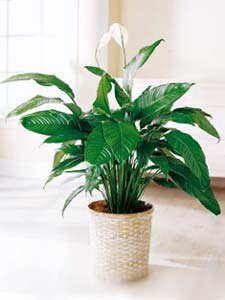 Floor Plant Peace Lily by Rich Mar Florist