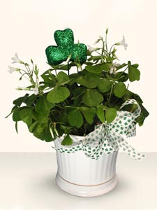 St. Patrick's Day Lucky Shamrock Plant by Rich Mar Florist