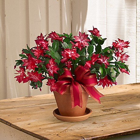 Merry Christmas Cactus by Rich Mar Florist