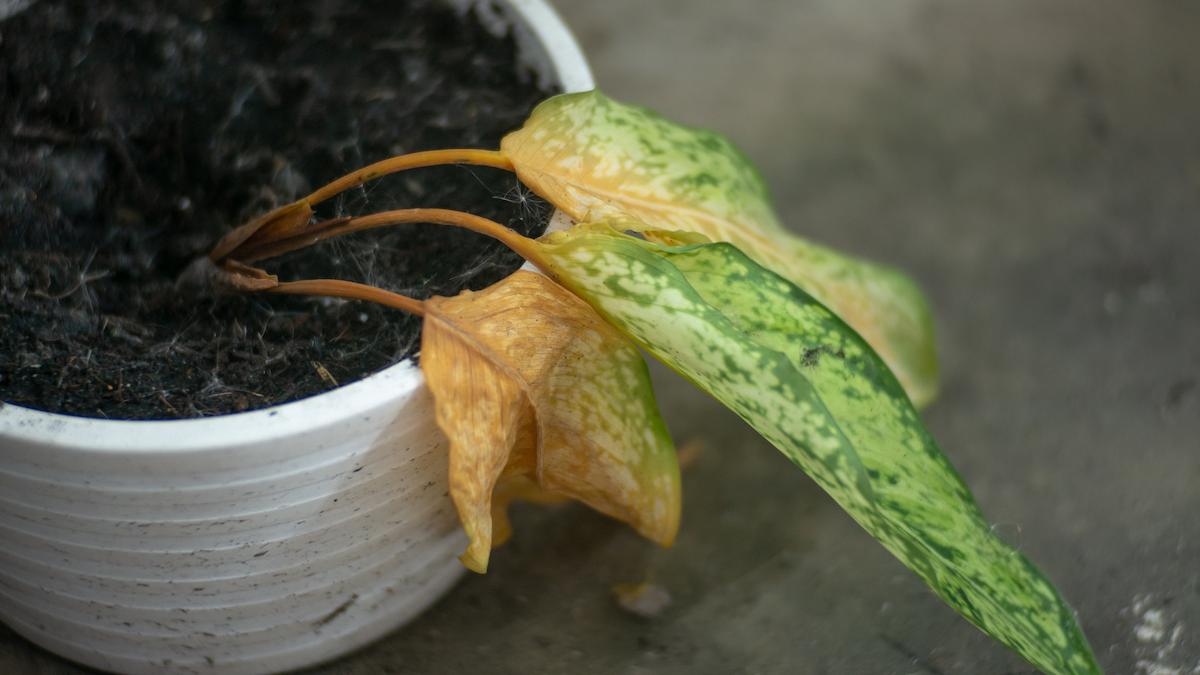 Close-up of yellow dried leaves to over-watering of the plant