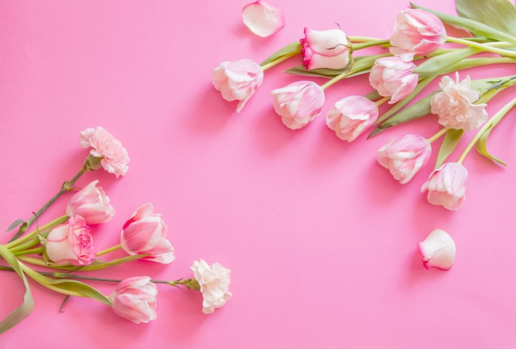pink tulips on pink paper background