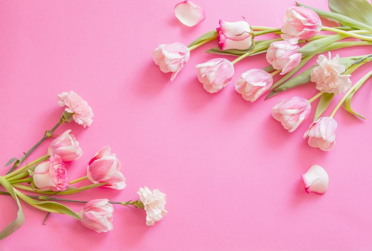 pink tulips on pink paper background