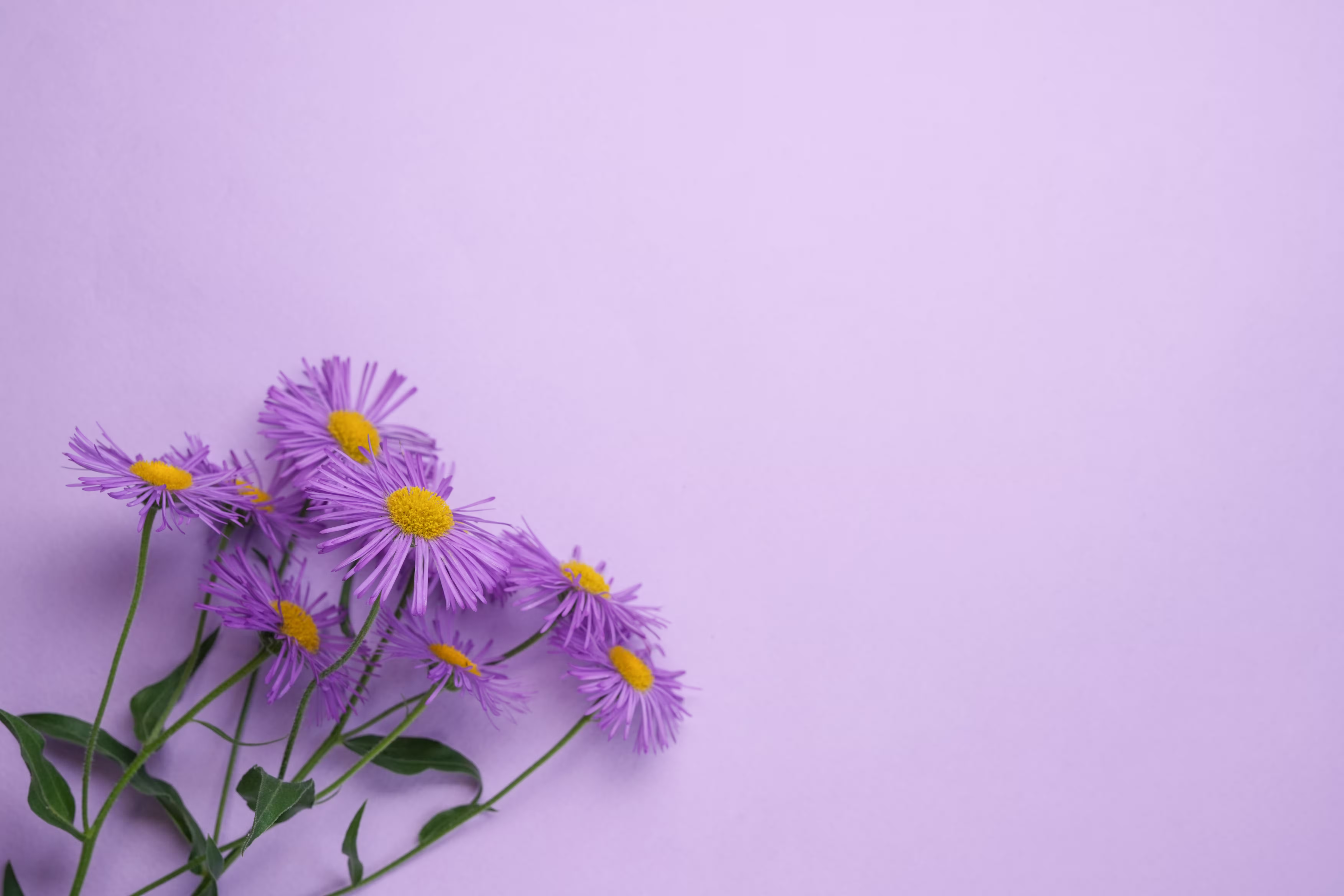 Purple flower aster on lilac background
