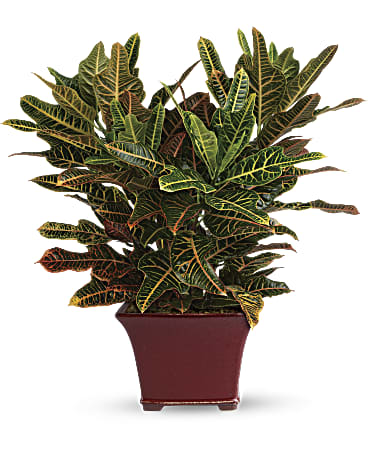 Croton Plant