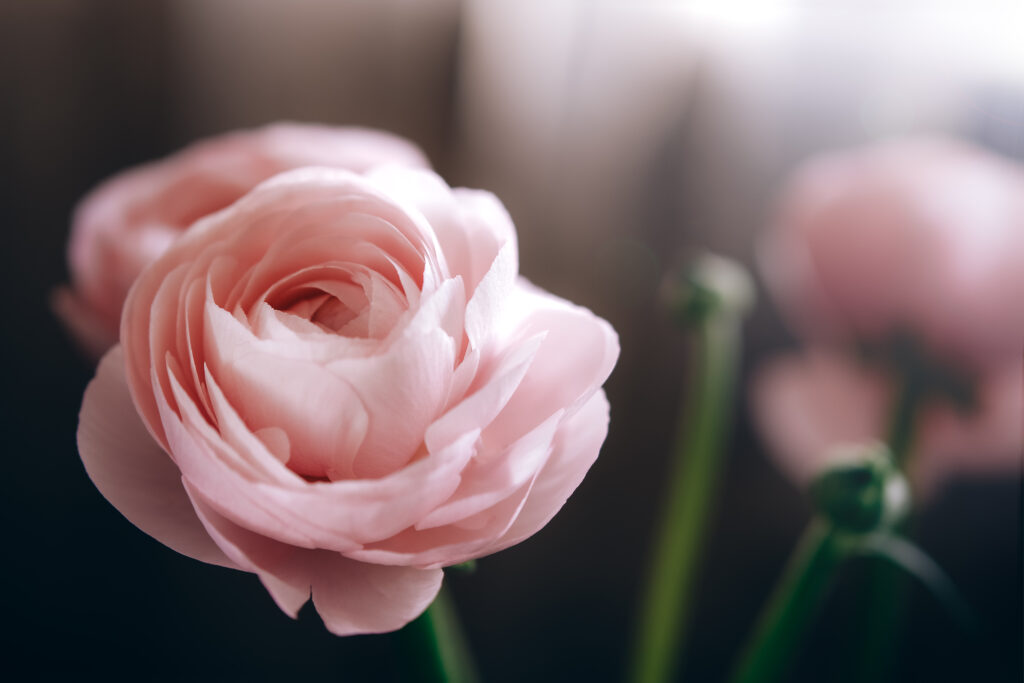 Close‑up of a soft pink ranunculus flower with blurred floral background.